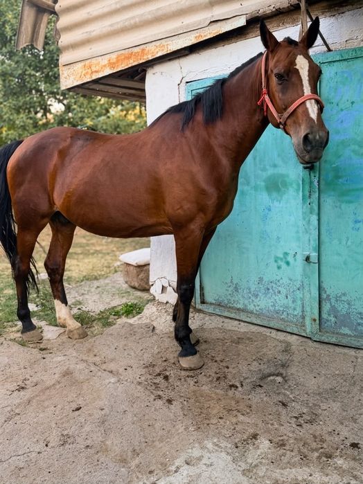 Продам жрёбую кабылу