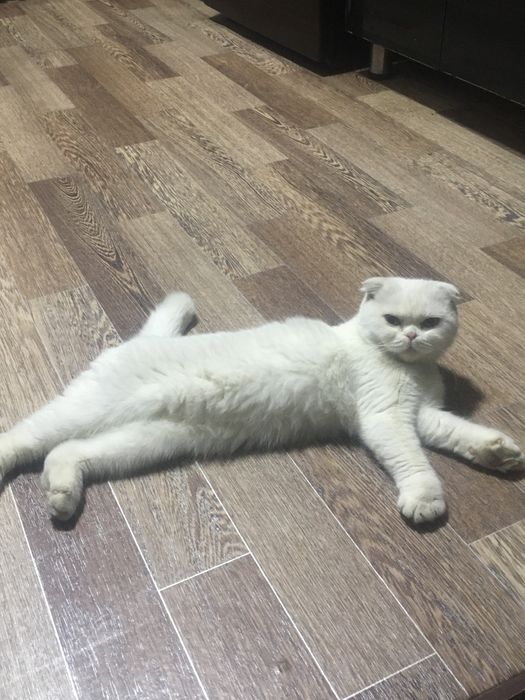 Кошка пародистая