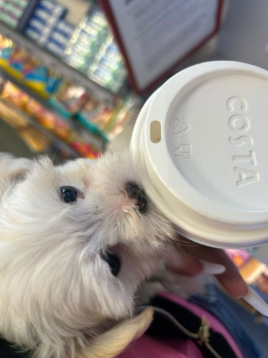 Bichon maltez mini toy bucuresti