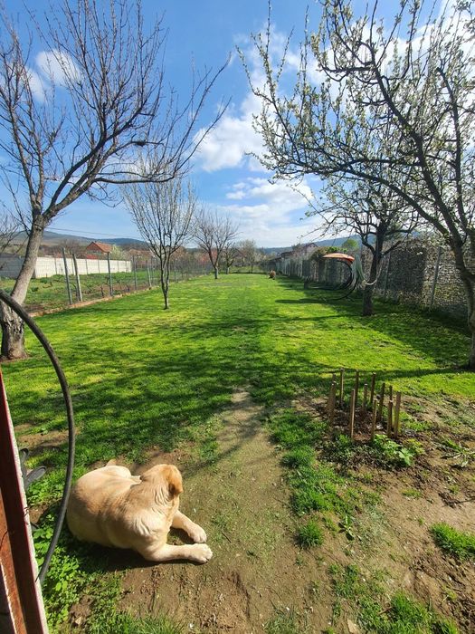 Vând casa în Minis