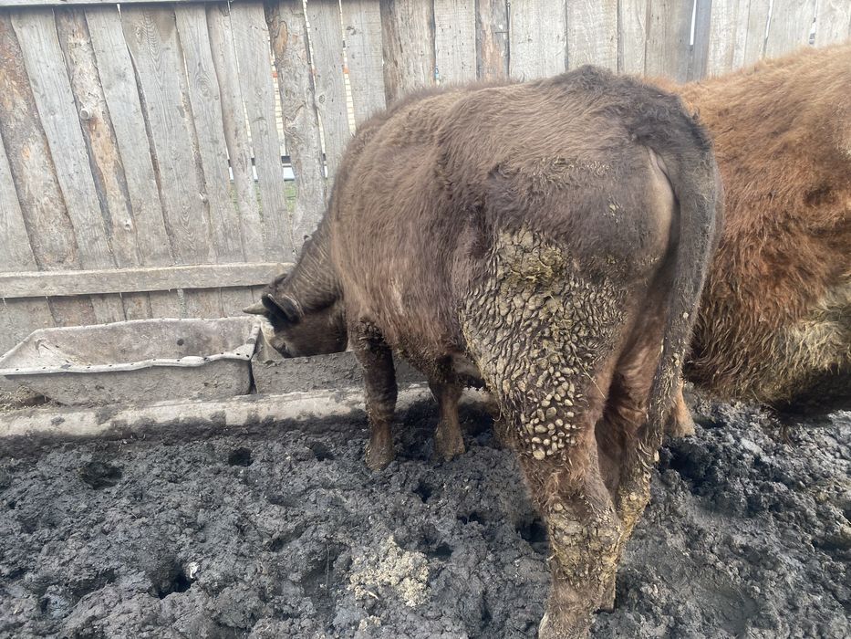 Продам 6 быков.