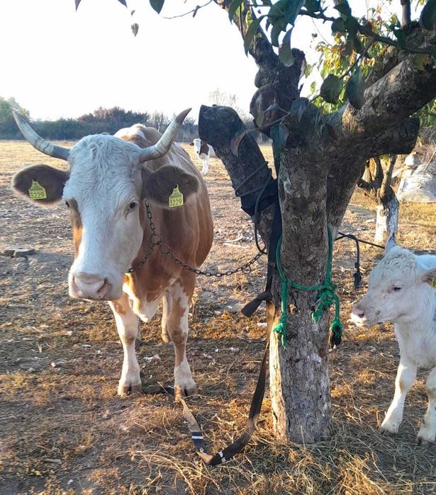 Vaci de rasa Simmental cu vitel fiecare