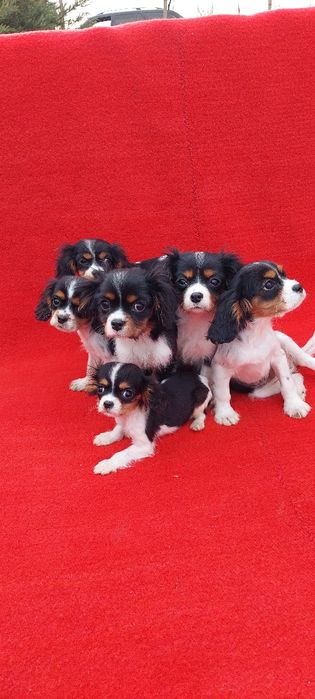 Кавалер кинг чарлз шпаньол