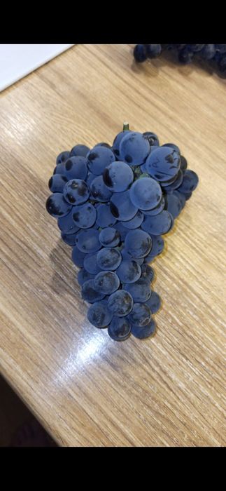 Продам саженцы винограда