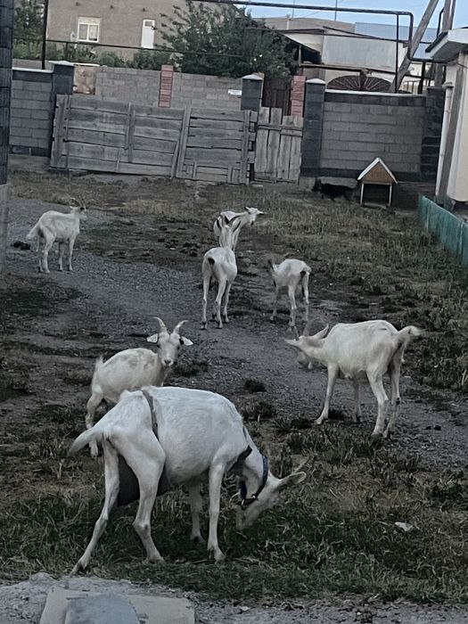 Сауынды ешки сатылады