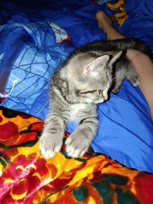 Котенок шотландец