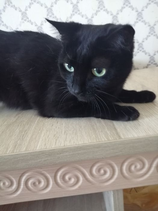 Кошку заберите милую