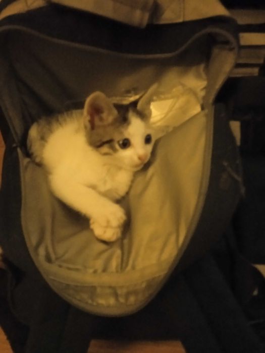 Adoptați-mă, sunt cuminte