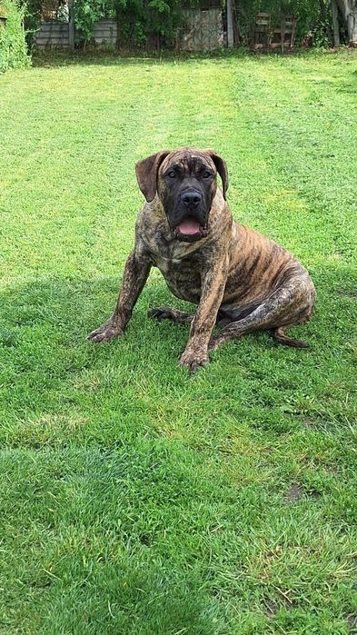 Vând cățeluș presa canario