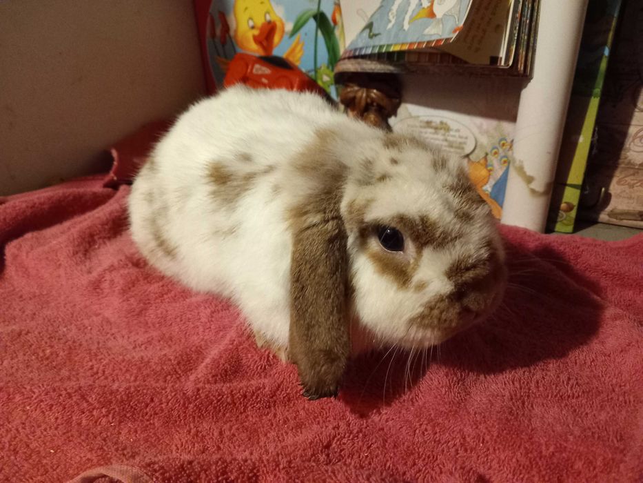 Iepure Berbec Pitic de Companie Mini Toys