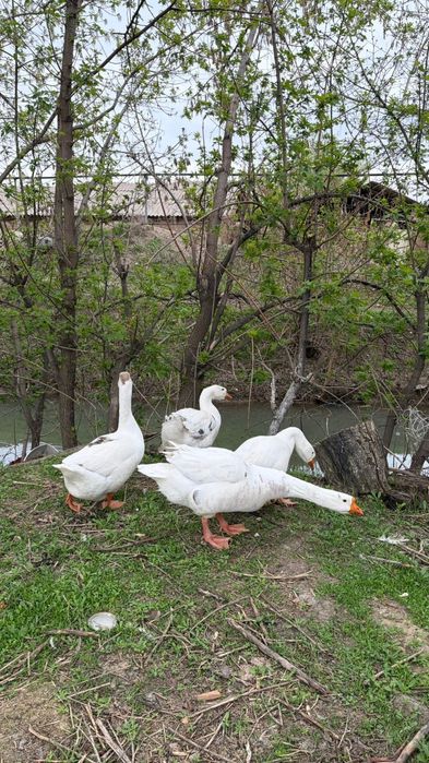 Қаздар сатылады 4 шт