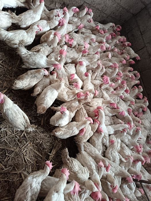 Ломан браун куры Легорны