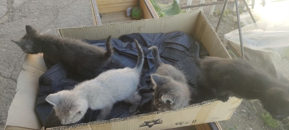 Отдам котят в хорошие руки