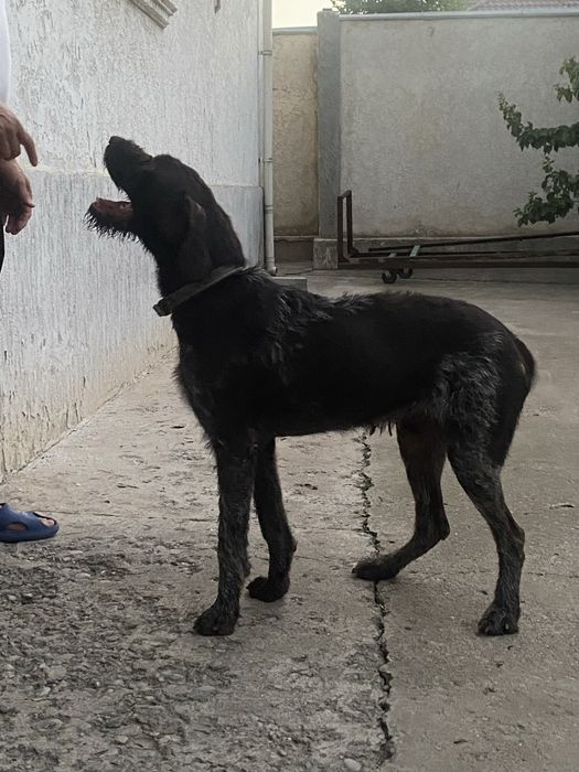 Продается собака породы Дратхар