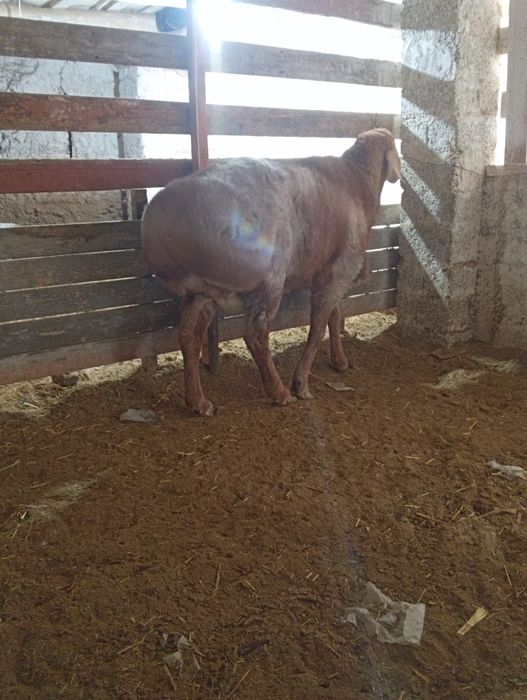 80линали арашан қўчқор сотилади. Нархи 12 млн