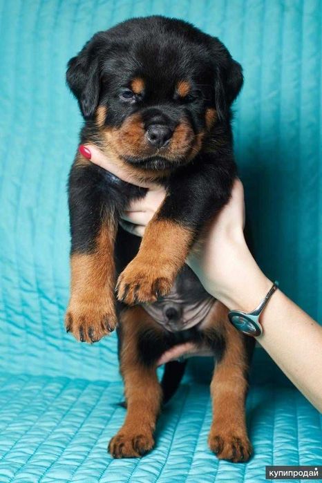 Продаются щенки Ротвейлера