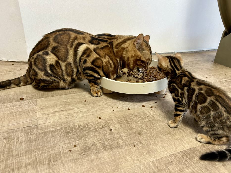 Бенгалско коте, момче, момиче