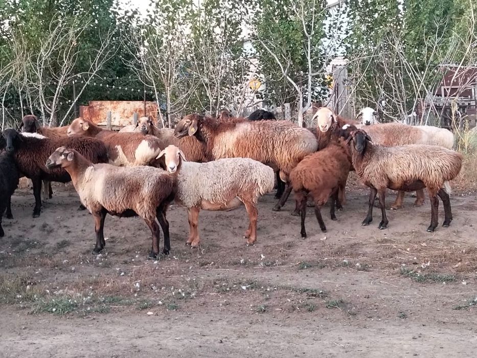 Еділбай қошқар сатылады