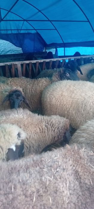 Vând 30 de oi carabase