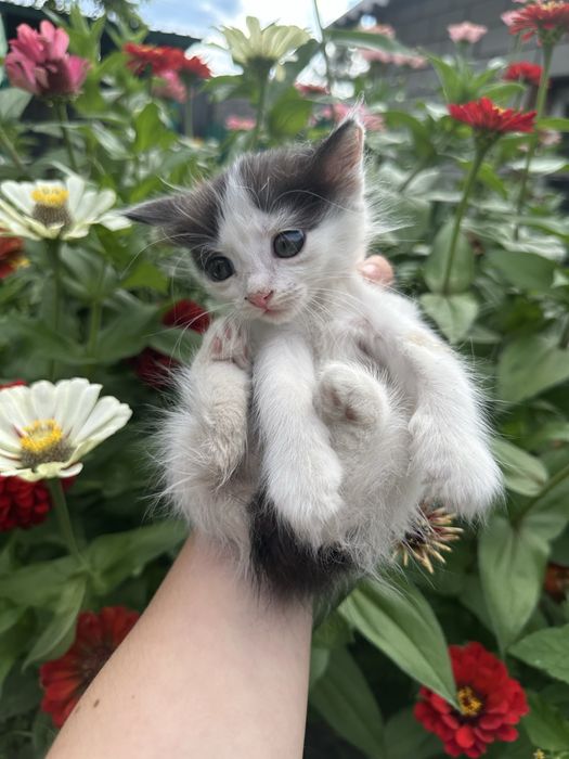 Отдам Котят
