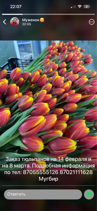 Принимаем предзаказ на тюльпаны на 8 марта 2026 г