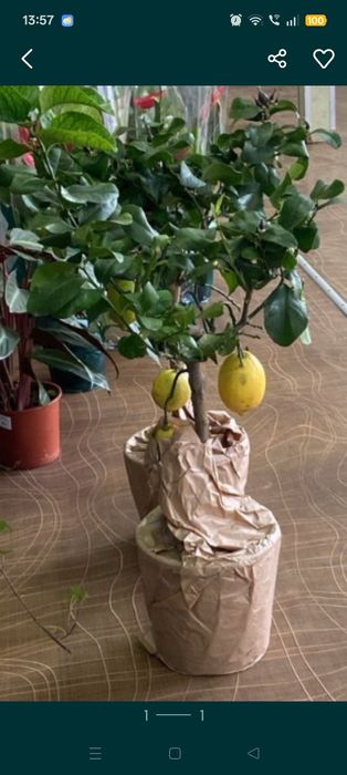 Продам  цитрус лимон