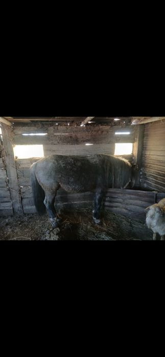 Айғыр,Жеребец Жирный