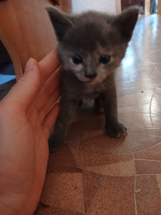 Отдам котят бесплатно
