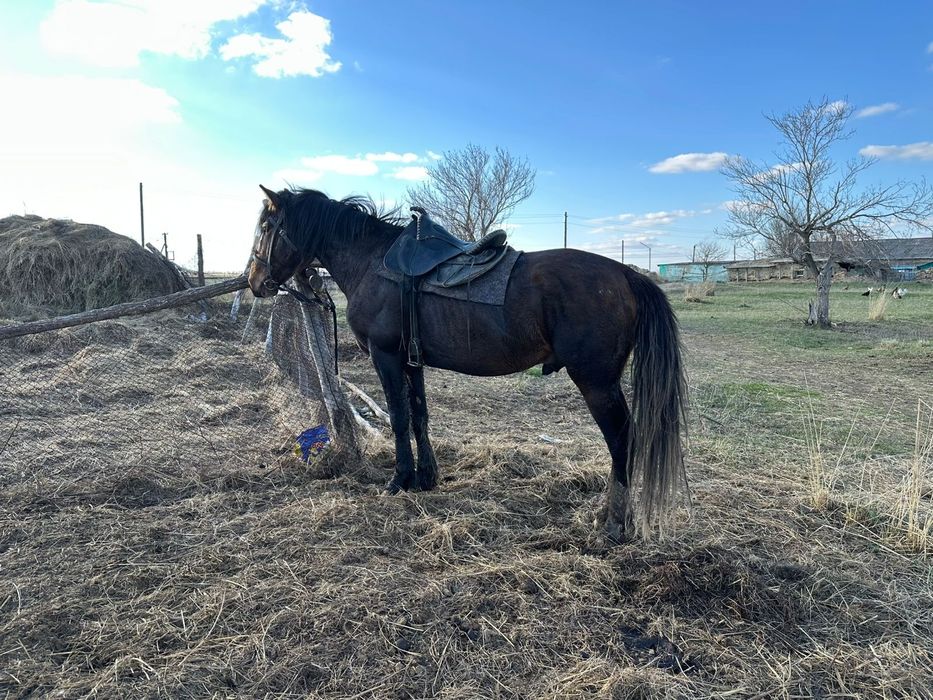 Продам жеребца 4 года