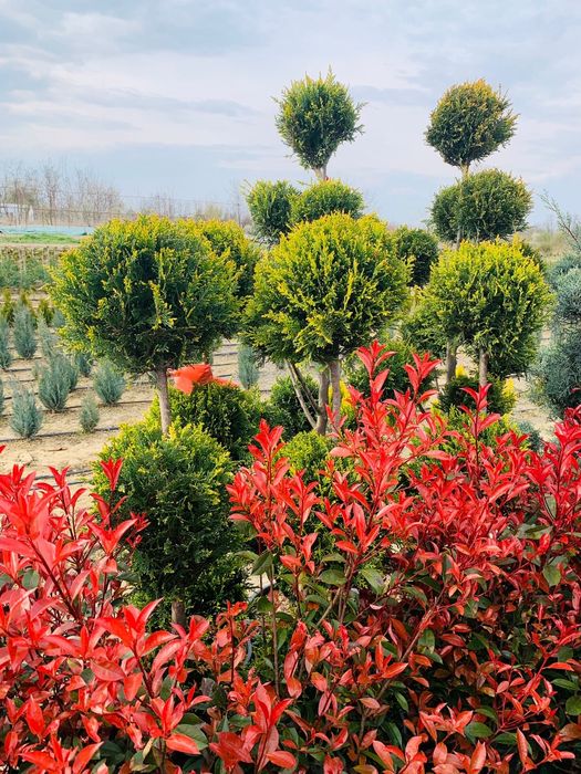 Rulouri de Gazon. Sisteme de Irigatie