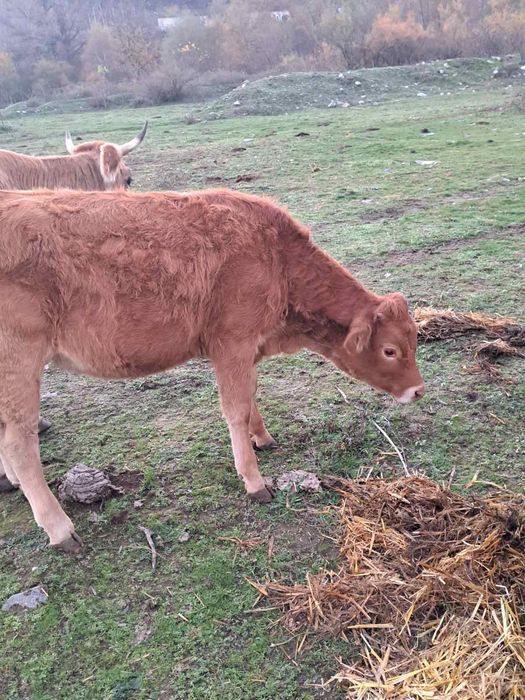 Продавам 5 женски телета