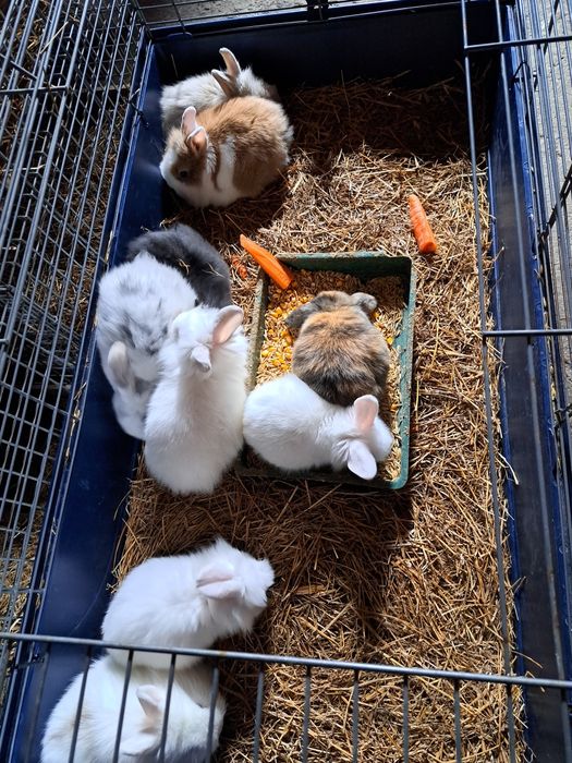 Iepurasi cap de leu pitic diferite culori