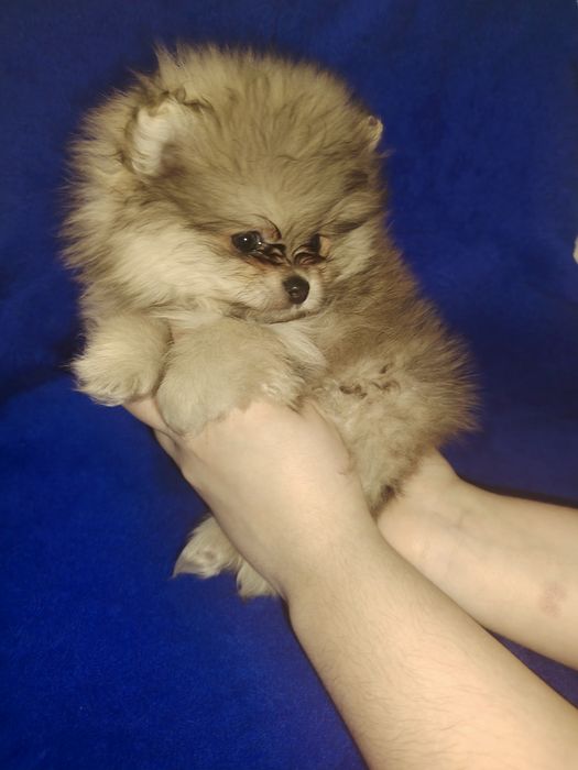 Шпиц щенки миники