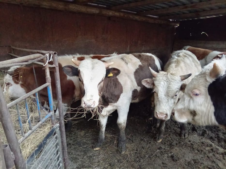 Продам 6 бычков годовалых
