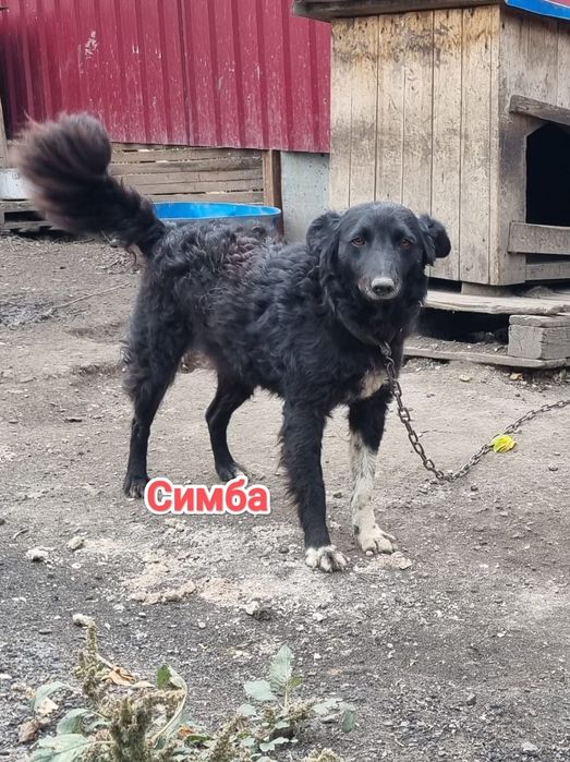 Дарю в добрые и ответственные руки