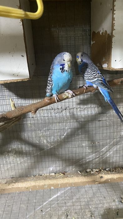 Nimetski andurka papugay