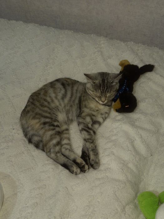 Кошка с лотком и кормом