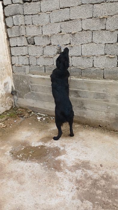 Ит сатылады/ собака продается