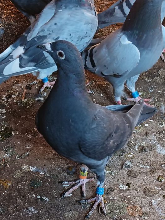 Vănd pui 2026 sportivi