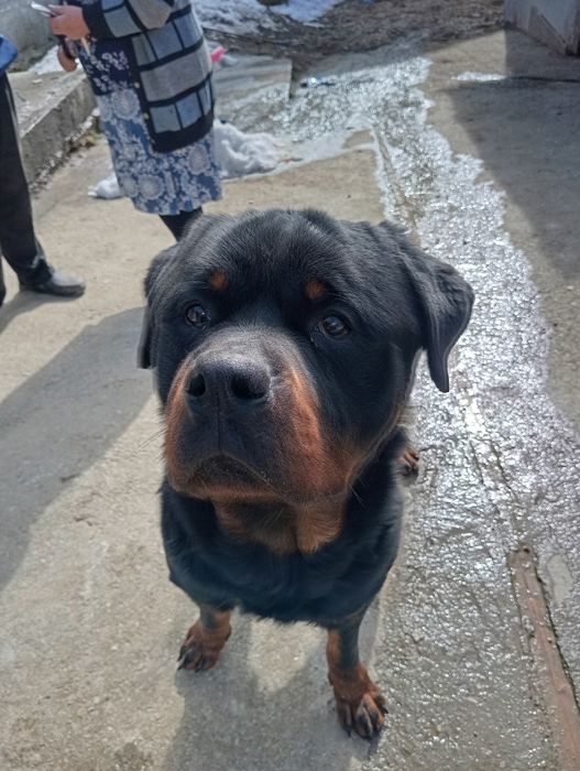 Dau în adopție rotvailerascul