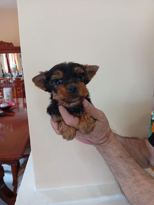 Yorkshire terrier mini