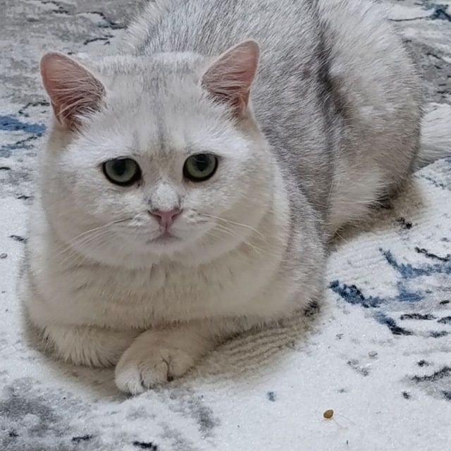 Viyaska biritanski shinshilla