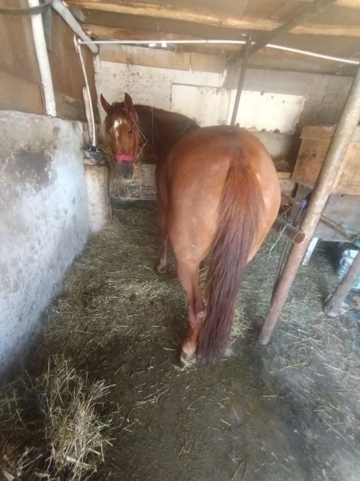 Iapă de vânzare 5 ani