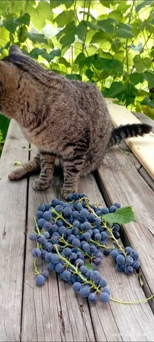 Сдам в аренду дачный участок