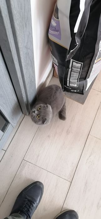 Scotish fold vislouxi