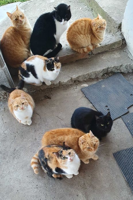 Рижави котета на 6 мес. търсят дом