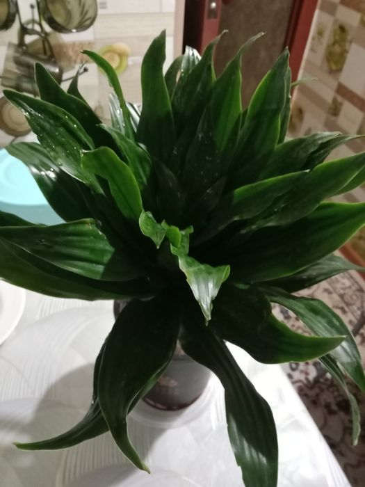 Пальму драцену продам