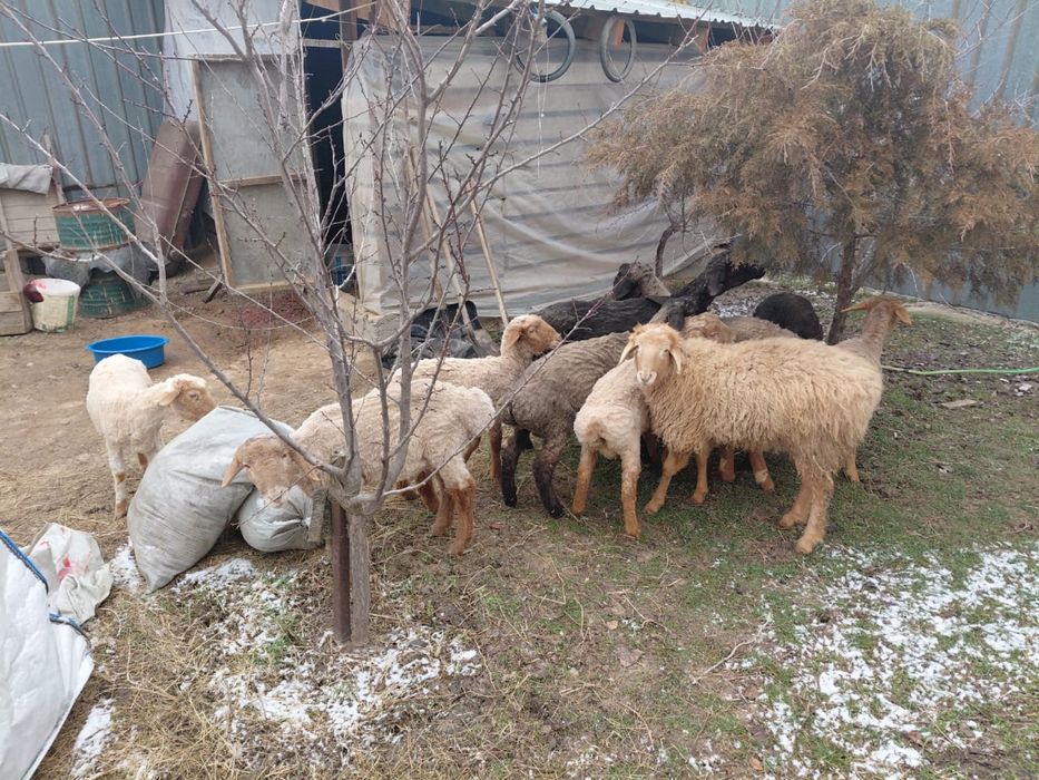 Семіз тоқтылар 75 мыңнан