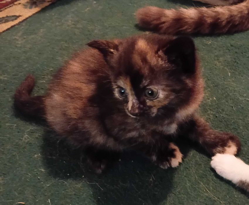 Котята  ищут дом