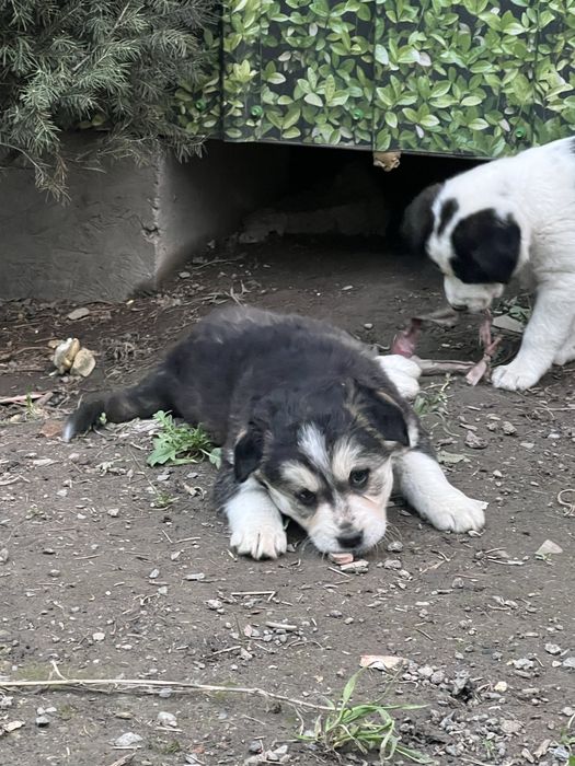 Милый щенок ищет дом